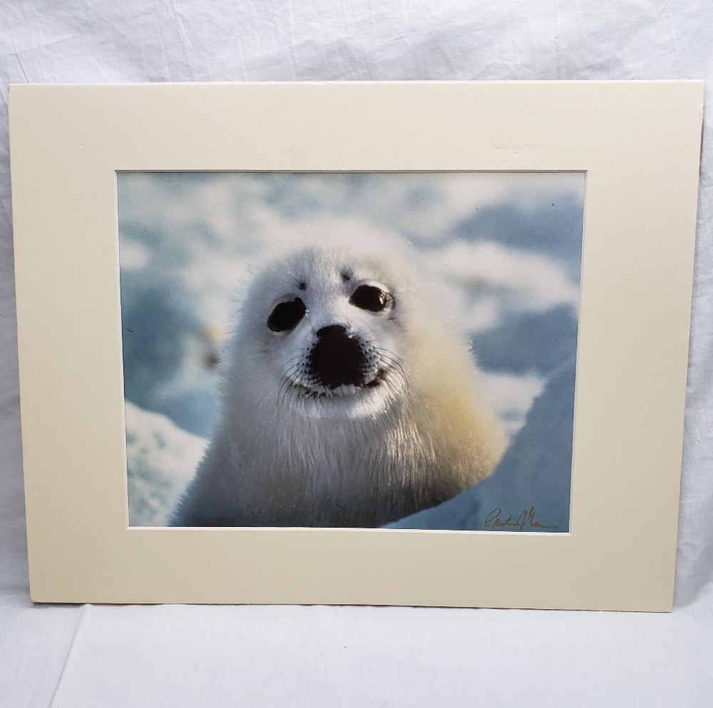 North Atlantic Baby Harp Seal Original Photography Matted